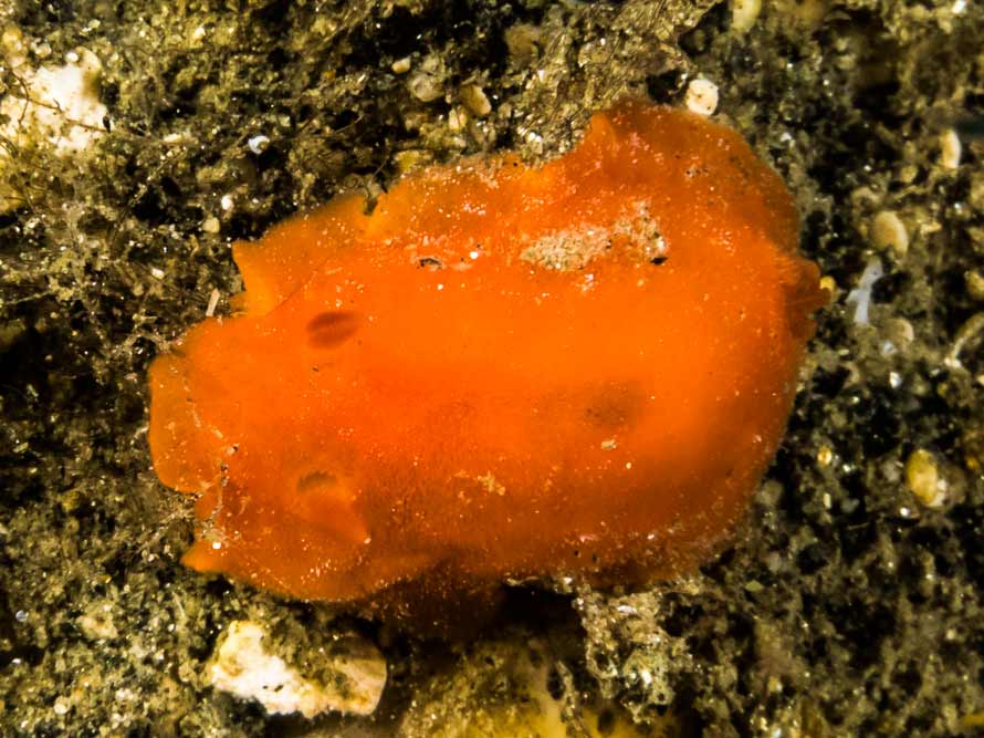 Rostanga sp. A